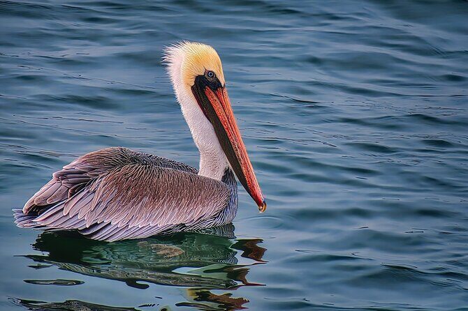 Smartphone Audio Driving Tour between San Francisco & Monterey - FAQs