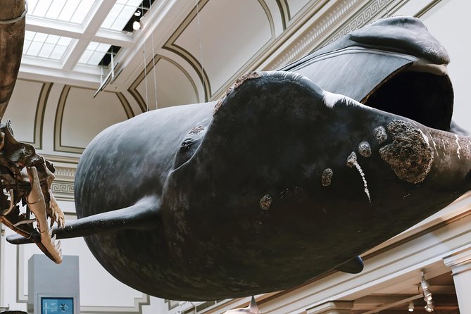Smithsonian Museum of Natural History Guided Tour - Semi-Private 8ppl Max - Common Questions