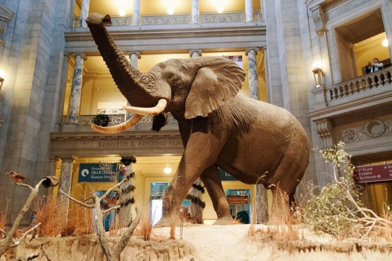 Smithsonian Natural History Museum Tour Semi-Private 8ppl - Why This Tour Offers Great Value