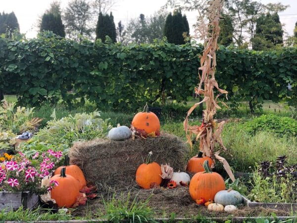 Smokies, Fire-Roasted Smores and Fall Fun at Kelowna Winery - Artisan Farm Exploration