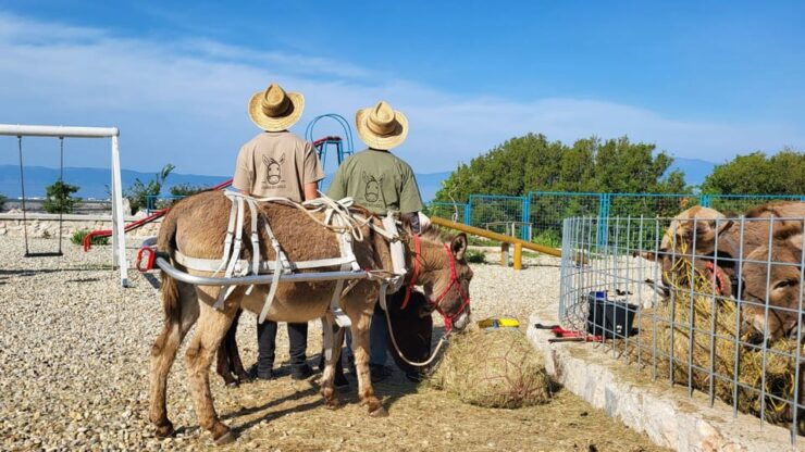 Šmrika (near Rijeka/Krk/Crikvenica) Donkey Farm Entry Ticket - Unique Farm Experience