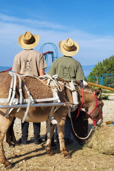 Šmrika (near Rijeka/Krk/Crikvenica) Donkey Farm Entry Ticket - Activities for Families