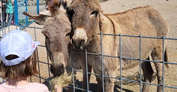 Šmrika (near Rijeka/Krk/Crikvenica) Donkey Farm Entry Ticket - Donkey Conservation Efforts