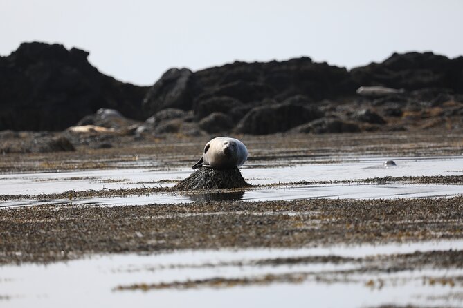 Snæfellsnes & Kirkjufell / Guided Private Tour - Tour Duration and Itinerary
