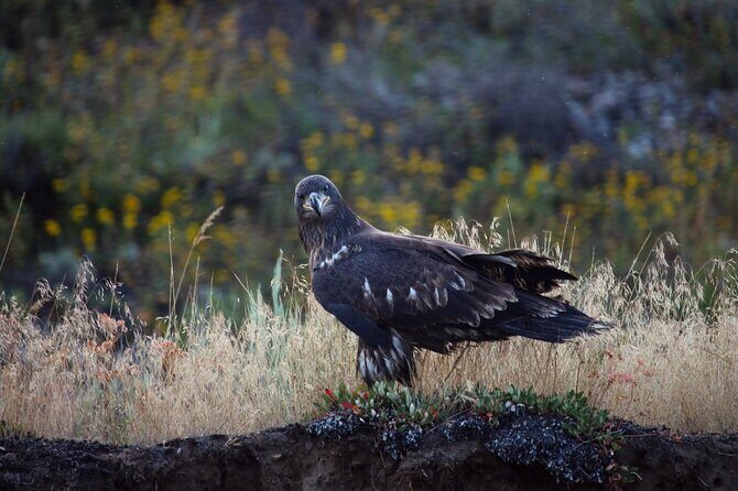 Snake River Scenic Float with Chairs - Discover the Serenity of the Snake River Scenic Float with Chairs
