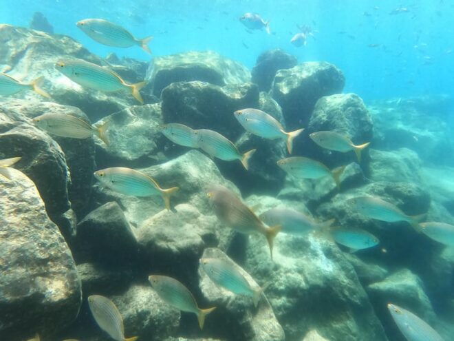 Snorkeing in Tenerife Sur: Discovering the Underwater World - Cancellation and Group Size