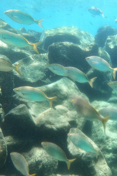 Snorkeing in Tenerife Sur: Discovering the Underwater World - Itinerary Details