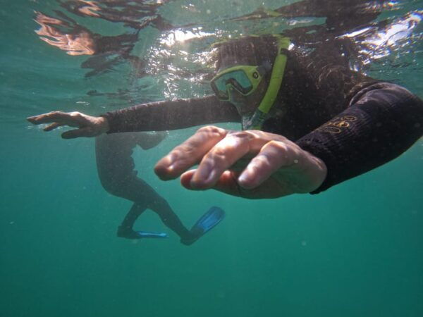 Snorkeing in Tenerife Sur: Discovering the Underwater World - Frequently Asked Questions