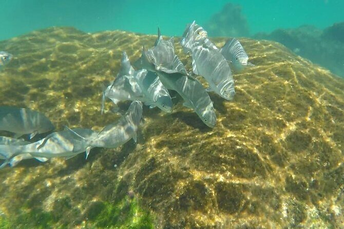 Snorkel Adventure at Cozumel! Transportation from Cancun & Playa Del Carmen - Final Thoughts