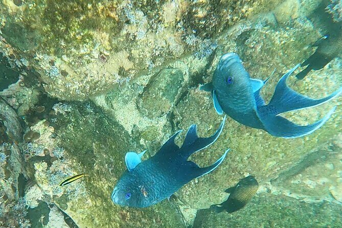 Snorkel Adventure in Marietas Islands or Punta Mita Reefs - Good To Know