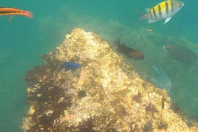 Snorkel Adventure in Marietas Islands or Punta Mita Reefs - Authentic Traveler Insights