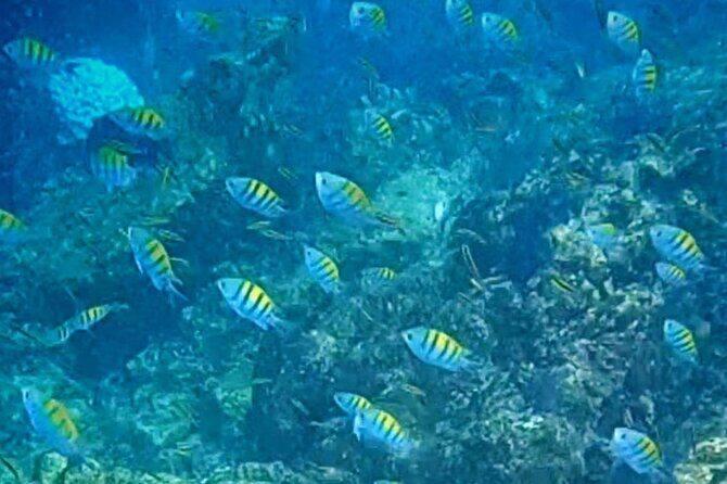 Snorkel Adventure in Marietas Islands or Punta Mita Reefs - Who Is This Tour Best For?