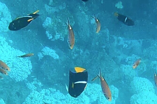 Snorkel Adventure in Marietas Islands or Punta Mita Reefs - Final Thoughts