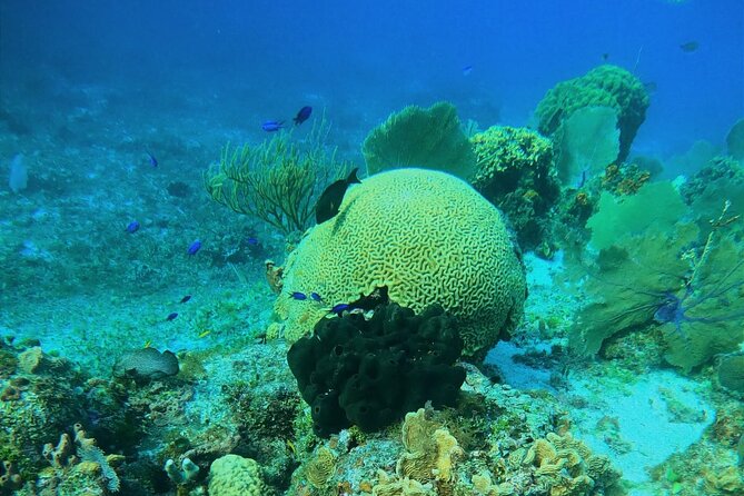 Snorkel Along the Coast, Explore Two Reefs by Chivis Del Mar - Positive Feedback