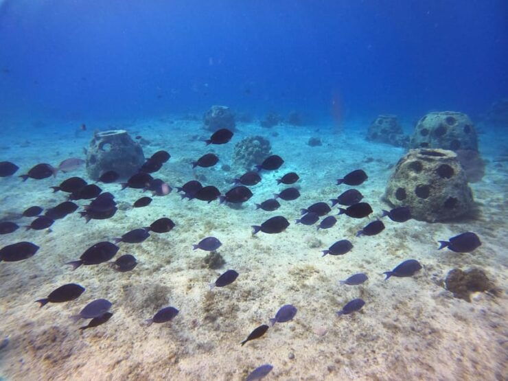 Snorkel Along the Coast With Chivis Del Mar. - Good To Know