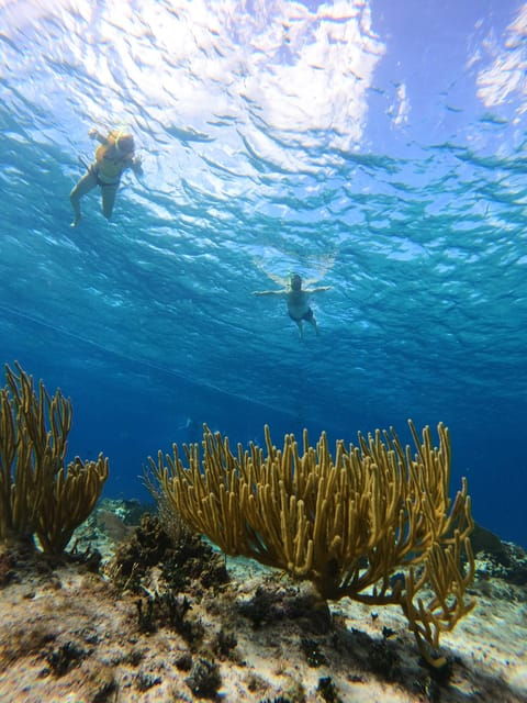 Snorkel Along the Coast With Chivis Del Mar. - Pricing and Booking