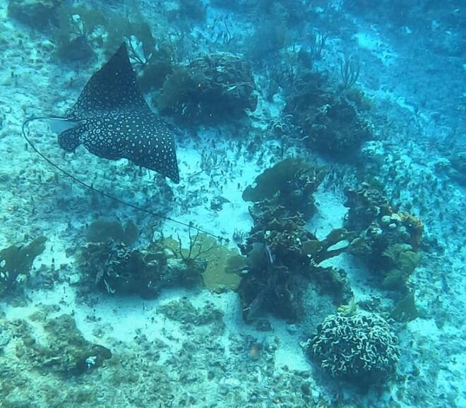 Snorkel Along the Coast With Chivis Del Mar. - Health Considerations