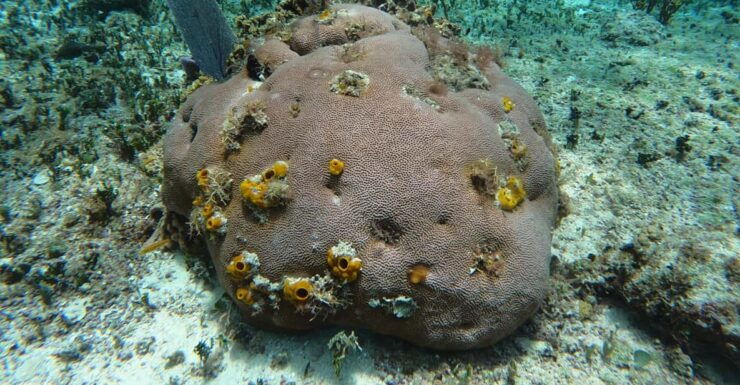 Snorkel Along the Coast With Chivis Del Mar. - Good To Know