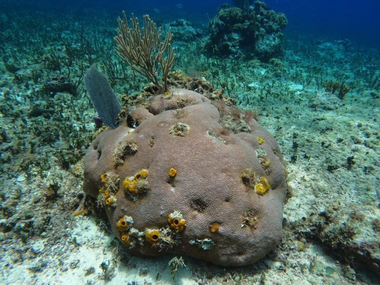 Snorkel Along the Coast With Chivis Del Mar. - Pricing and Booking