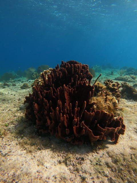 Snorkel Along the Coast With Chivis Del Mar. - Important Information