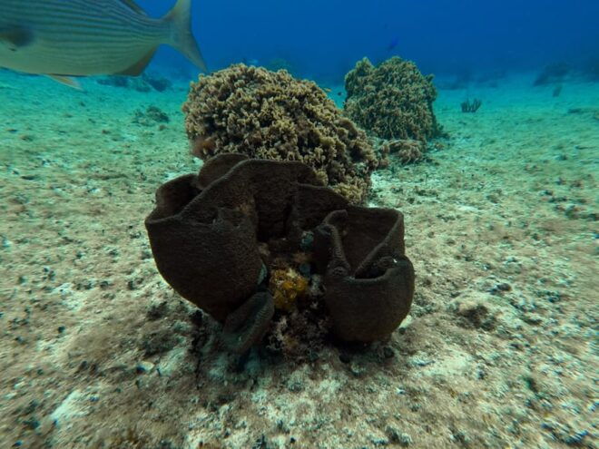 Snorkel Along the Coast With Chivis Del Mar. - Environmental Guidelines