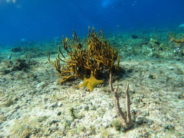 Snorkel Along the Coast With Chivis Del Mar. - What to Bring