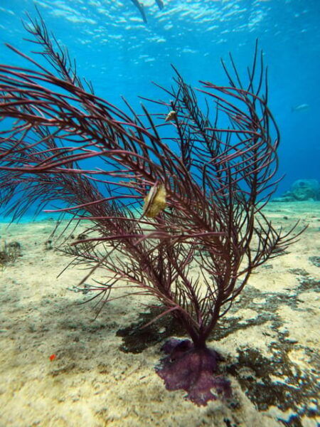 Snorkel Along the Coast With Chivis Del Mar. - Itinerary Changes and Cancellations