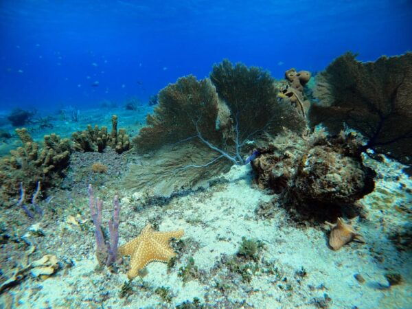 Snorkel Along the Coast With Chivis Del Mar. - Frequently Asked Questions