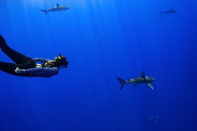 Snorkel and Dive With Sharks in Hawaii With One Ocean Diving - Meeting and Pickup