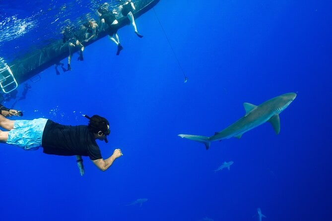 Snorkel and Dive With Sharks in Hawaii With One Ocean Diving - Additional Info