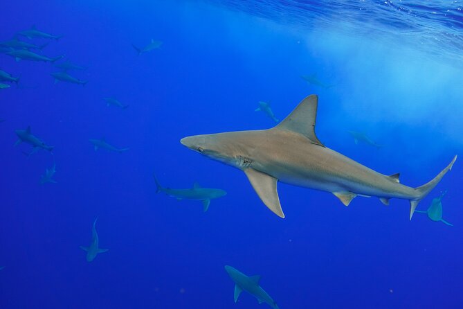 Snorkel and Dive With Sharks in Hawaii With One Ocean Diving - Cancellation Policy and Viator Information