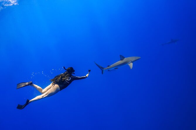 Snorkel and Dive With Sharks in Hawaii With One Ocean Diving - The Sum Up