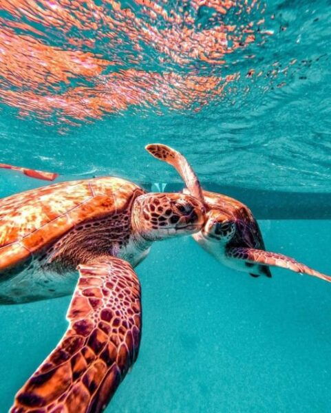 Snorkel and Swim With Sea Turtles - The Sum Up