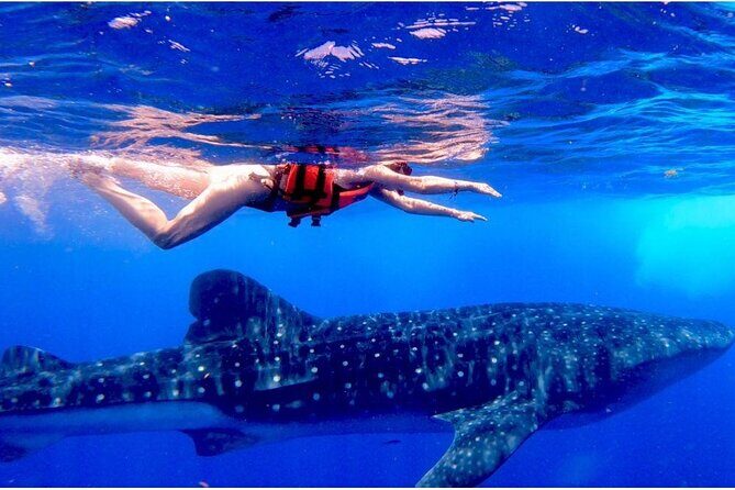 Snorkel and Swimming with Whale Shark in Cancun - Good To Know
