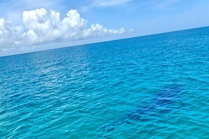 Snorkel and Swimming with Whale Shark in Cancun - Who Would Love This Experience?