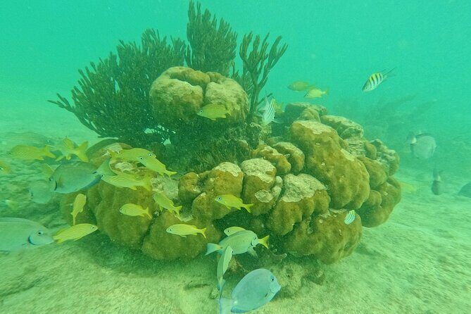 Snorkel Around Turtles in Akumal and Underground Cenote - Good To Know