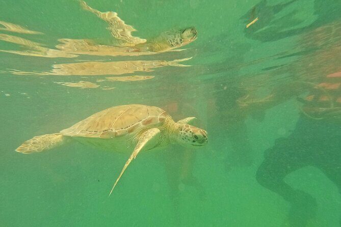 Snorkel Around Turtles in Akumal and Underground Cenote - Who Should Consider This Tour?