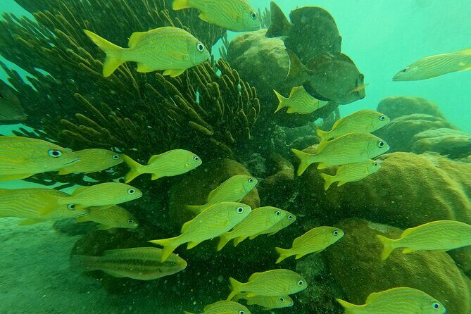 Snorkel Around Turtles in Akumal and Underground Cenote - FAQ