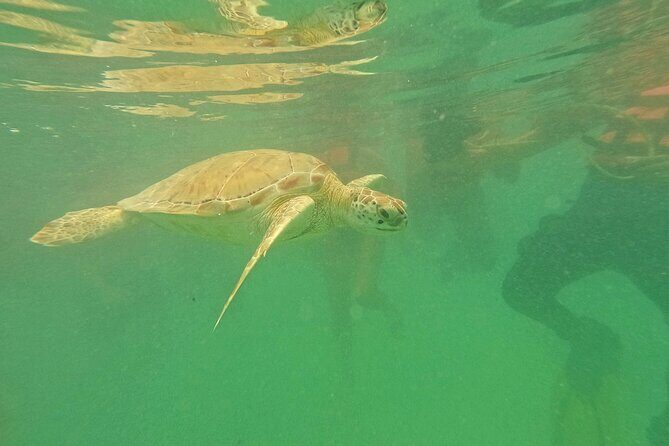 Snorkel at Turtle Habitat at Akumal from Playa del Carmen - Good To Know