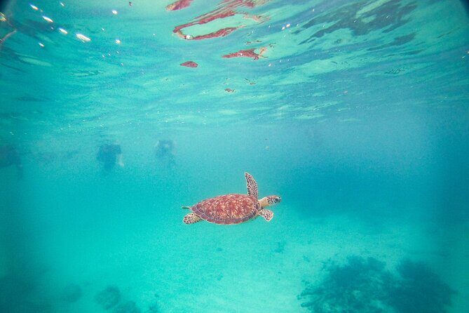 Snorkel at Turtle Habitat at Akumal from Playa del Carmen - Who Should Book This Tour?