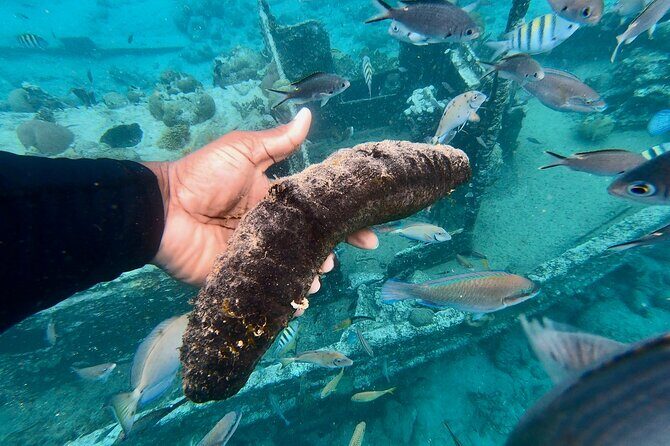 Snorkel boat trip: Sunken ship, old dutch fort & spanish bay - The Sum Up