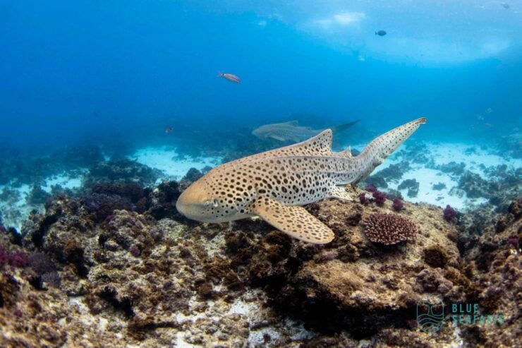 Snorkel Byron Bay Julian Rocks "Nuthungulli" - Experience Highlights