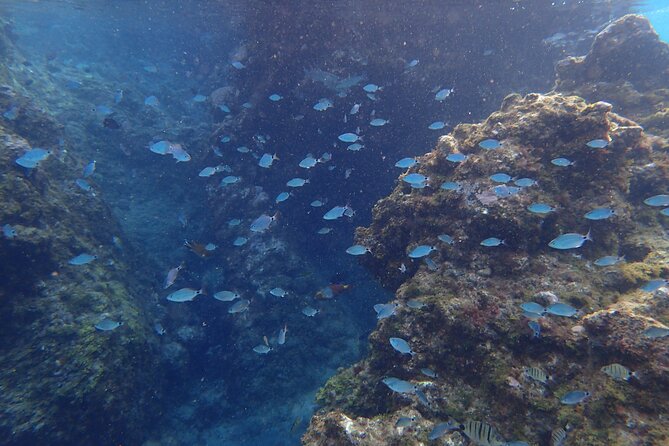 Snorkel Experience in Lanzarote - Cancellation Policy and Reminders