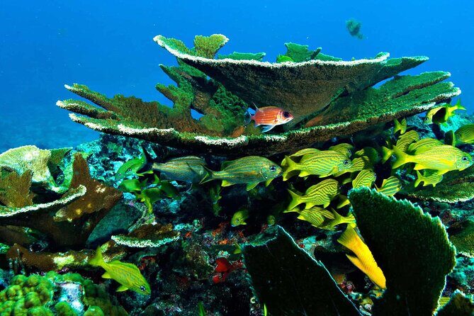 Snorkel In Cozumel! Boat Tour & Snorkel at 3 different Reefs - Why This Tour Offers Great Value