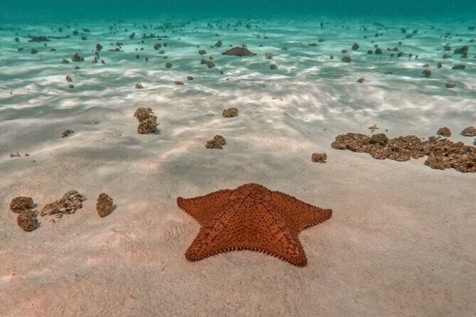 Snorkel in Paradise Cozumel El Cielito Palancar Reef Colombia - Good To Know