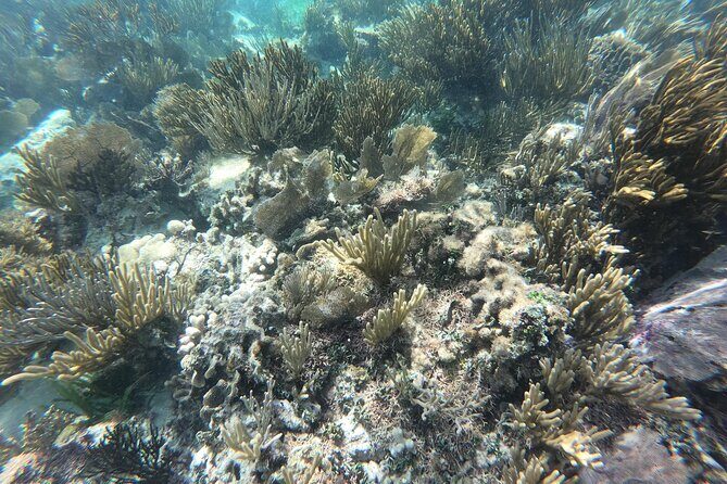 Snorkel in the beautiful reef of Puerto Morelos with transport - The Experience Breakdown: What to Expect