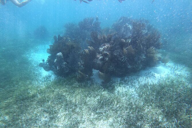 Snorkel in the beautiful reef of Puerto Morelos with transport - Who Would Love This Tour?