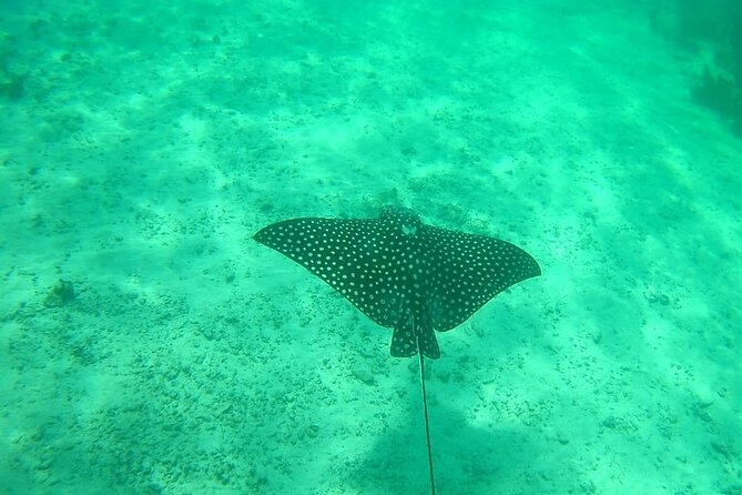 Snorkel in the Costa Maya Reef and Rest on the Beach - Additional Information and Reviews