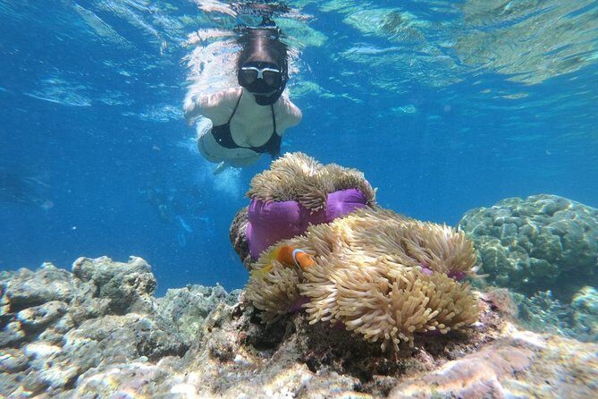 Snorkel in the second largest reef in the world Colorful tour in Puerto Morelos - The overall experience