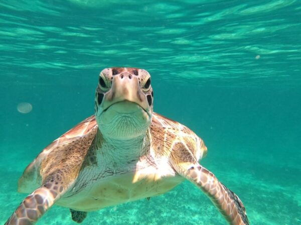 SNORKEL IN TULUM REEF, BOAT RIDE AND CALETA - Not Allowed
